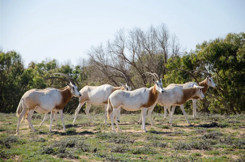 Excursion to Souss Massa Wildlife Park – Explore Morocco’s Wild Nature